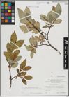 Foto von Salix hastata L.